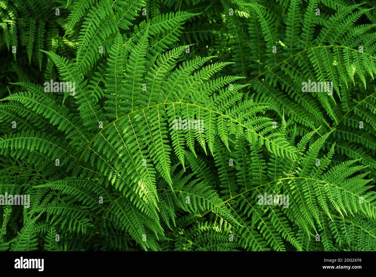 Beautyful green ferns leaves ,  natural floral fern background Stock Photo