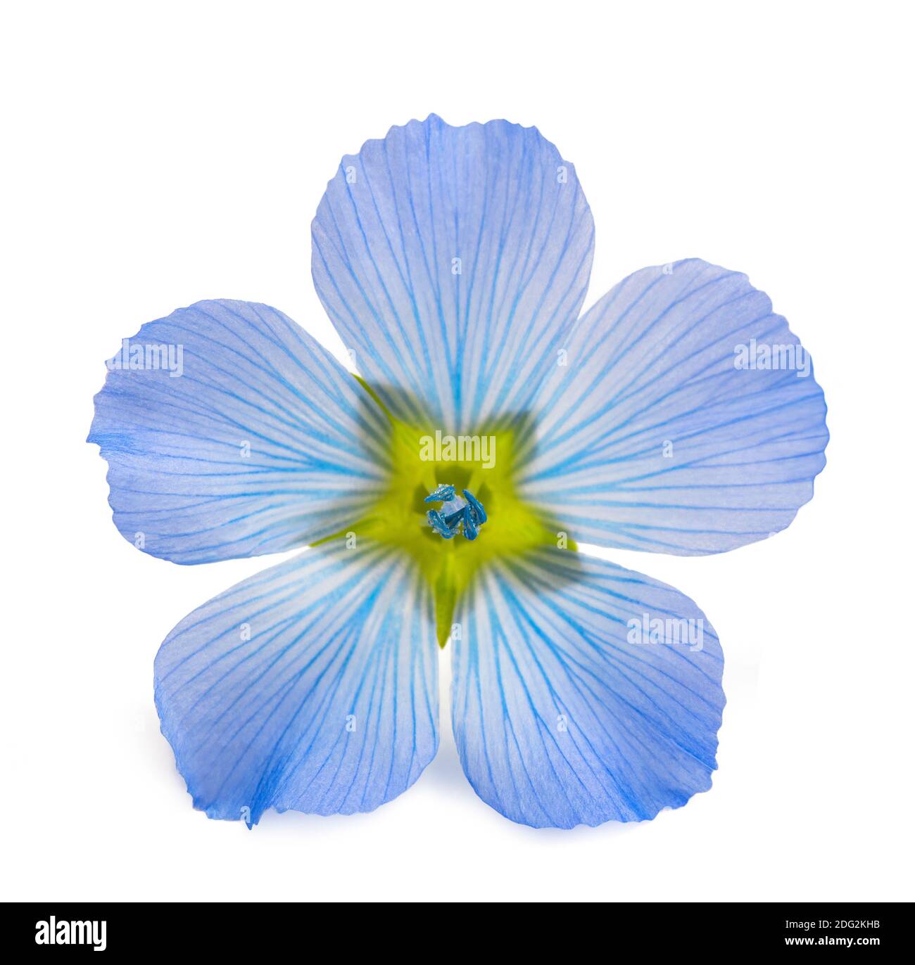 Flax Flower head isolated on white background Stock Photo