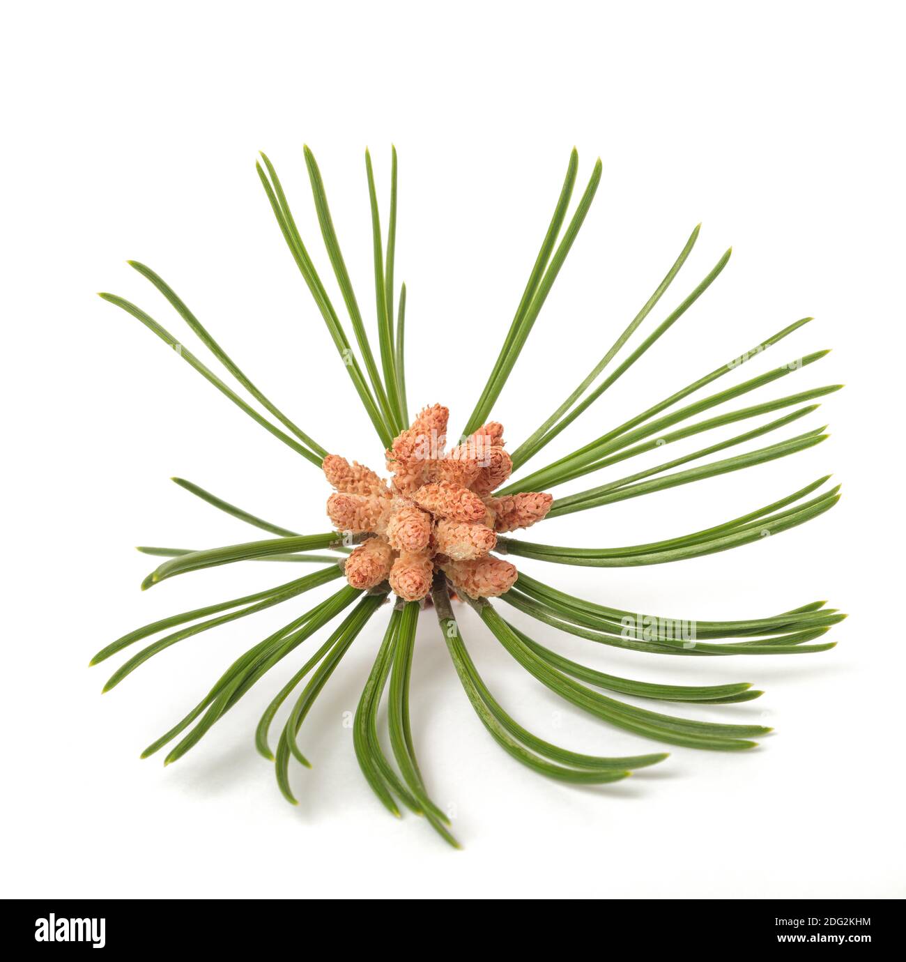 mugo pine  isolated on white background Stock Photo