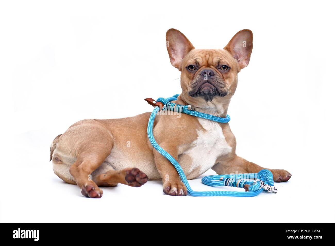 Dog modelling collar and leash set. A fawn colored French Bulldog wearing a teal retriever rope leash set while lying down isolated on white backgroun Stock Photo