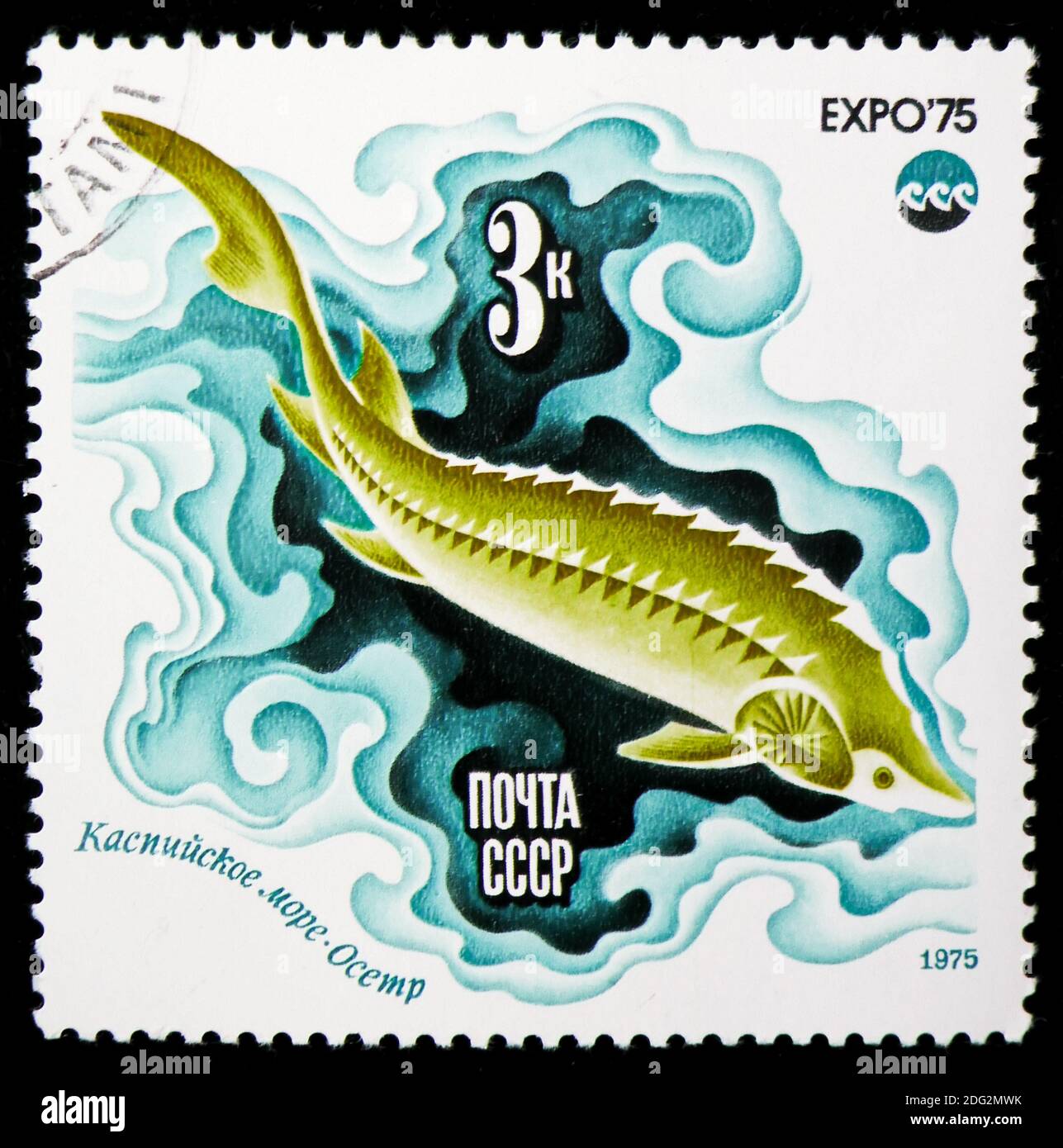 MOSCOW, RUSSIA - NOVEMBER 10, 2018: A stamp printed in USSR (Russia) shows Russian Sturgeon (Acipenser gueldenstaedti), Expo 75 serie, circa 1975 Stock Photo