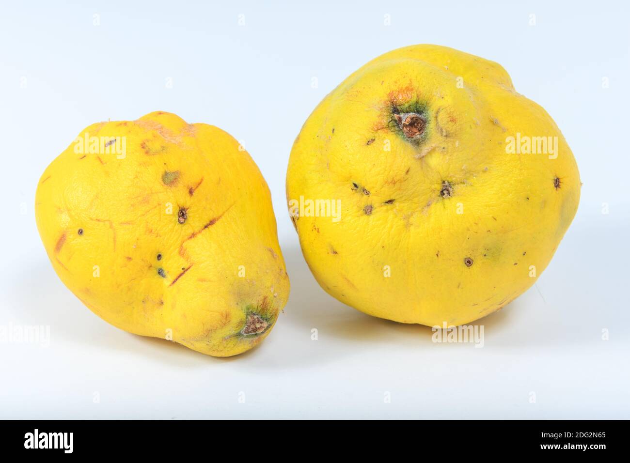 Quince is a fruit full of health benefits and virtues Stock Photo Alamy