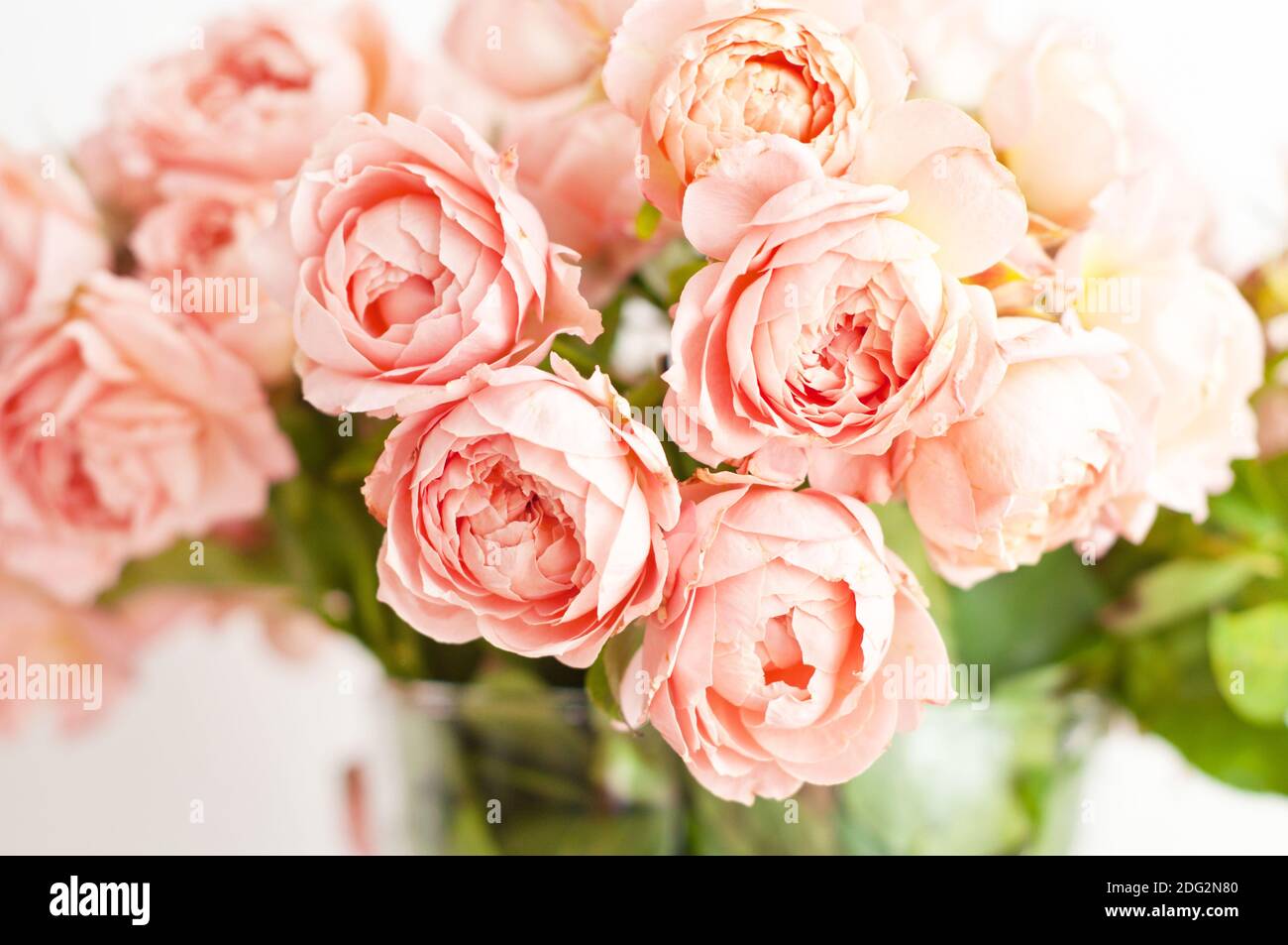Bouquet of peony pink roses of juliet. Coral flowers, floral background Stock Photo