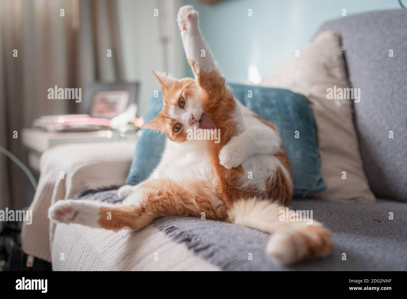 brown and white cat licks its paw. cat care Stock Photo Alamy