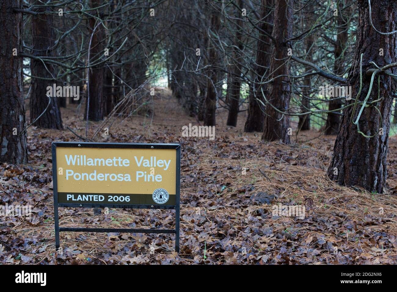 Ponderosa Pine Trees High Resolution Stock Photography and Images Alamy