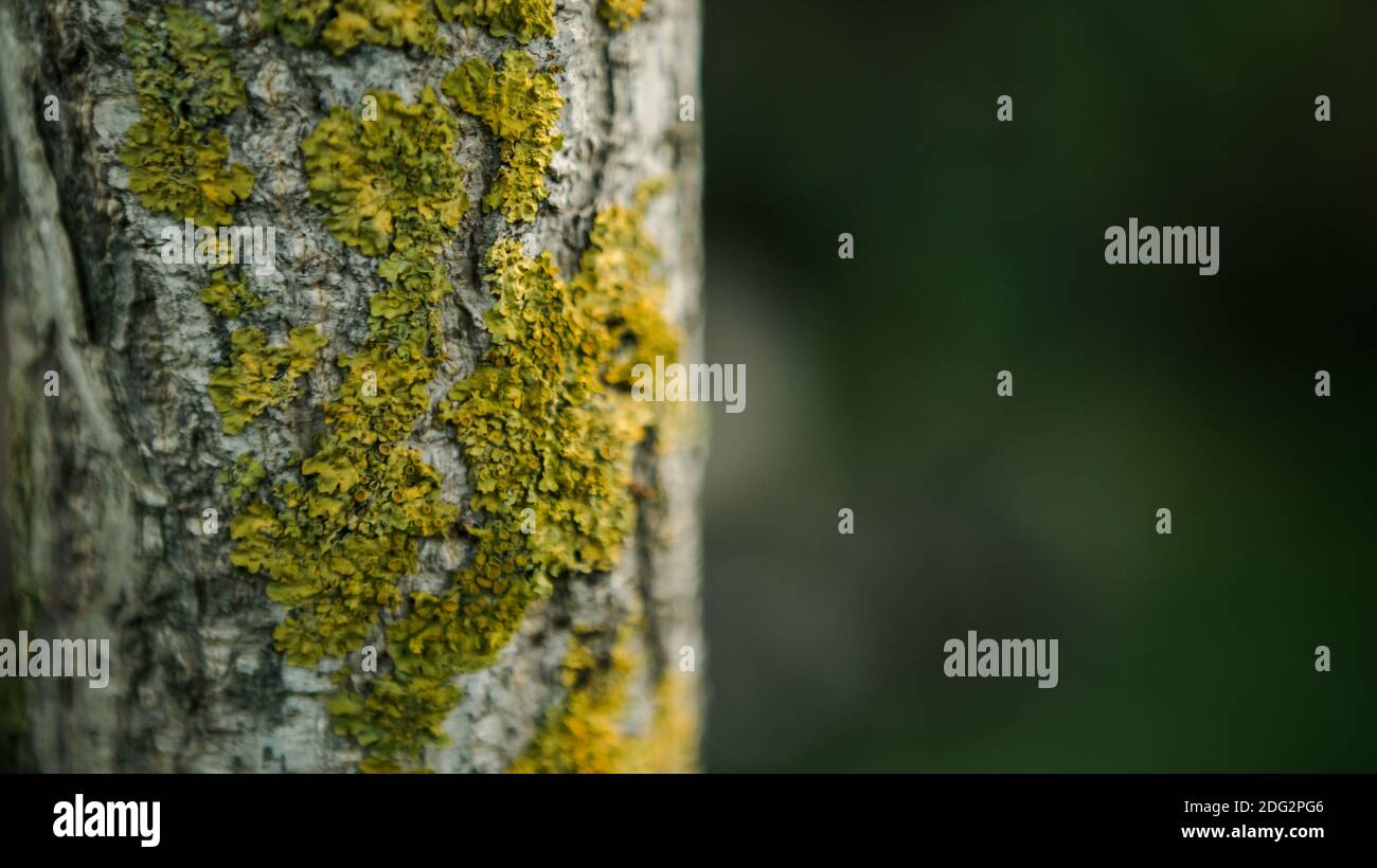 Cracked bark of the young Ginkgo Biloba tree overgrown with green moss in autumn forest day. Wooden with some moss growing. Beautiful natural textured Stock Photo