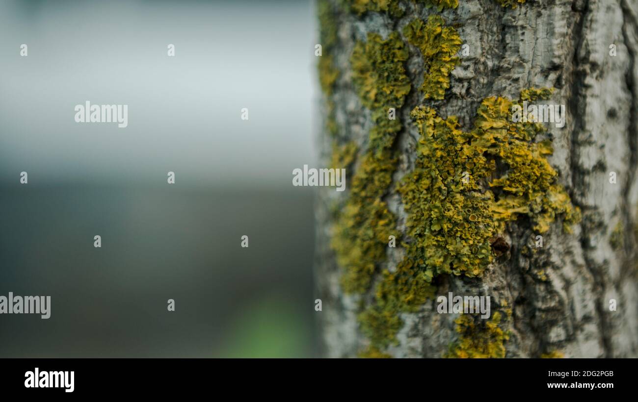 Cracked bark of the young Ginkgo Biloba tree overgrown with green moss in autumn forest day. Wooden with some moss growing. Beautiful natural textured Stock Photo