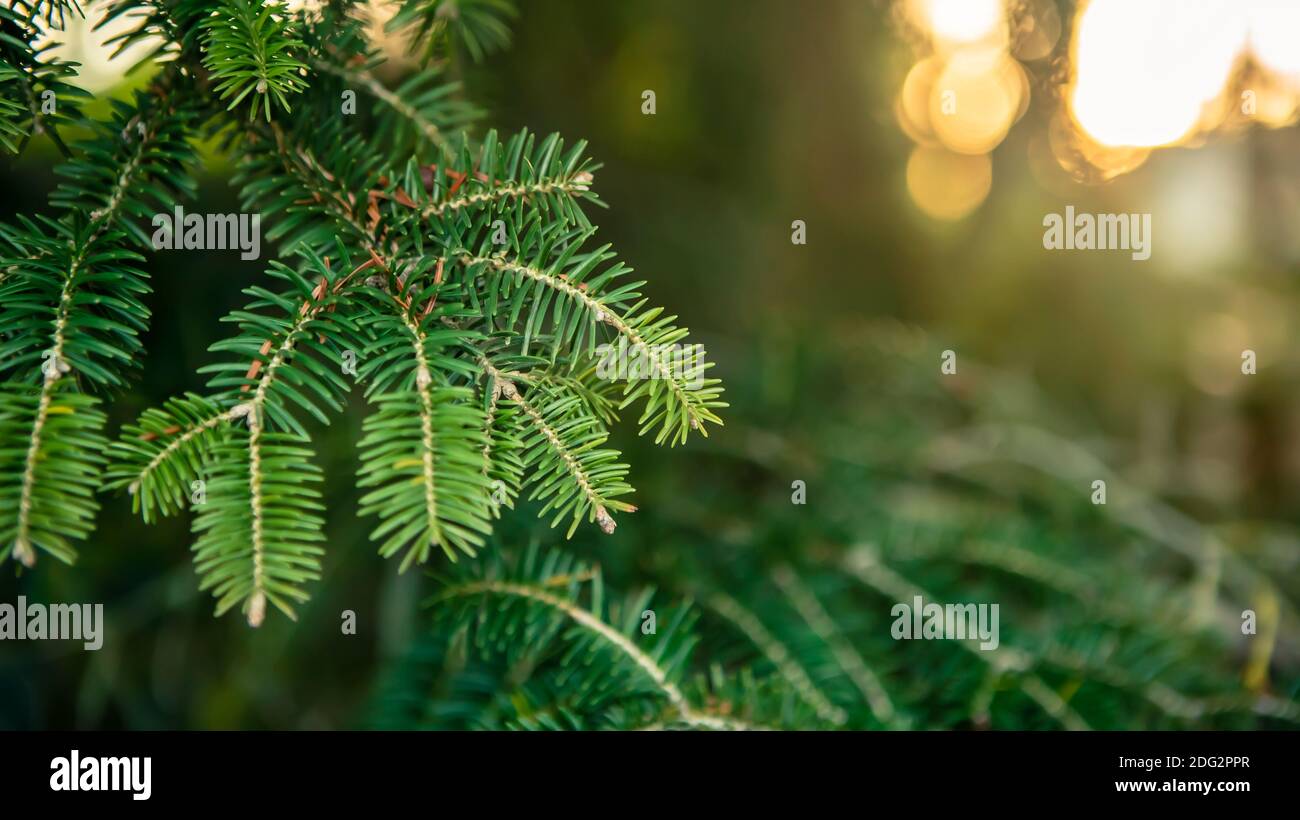 Spanish fir tree branches background. Branch close up of pine tree. Fluffy Abies pinsapo in winter holidays mood. Creative layout made of Christmas. X Stock Photo