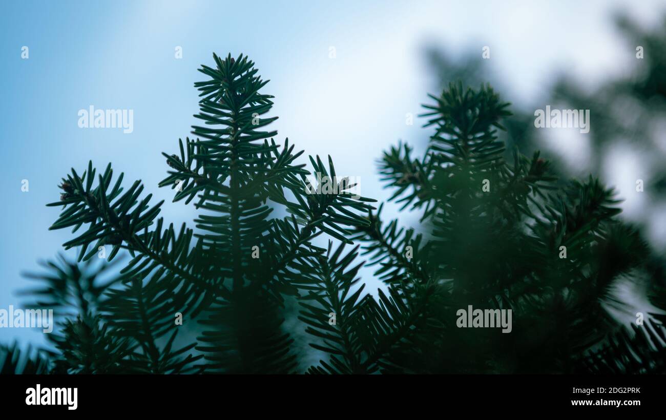 Spanish fir tree branches background. Branch close up of pine tree. Fluffy Abies pinsapo in winter holidays mood. Creative layout made of Christmas. X Stock Photo