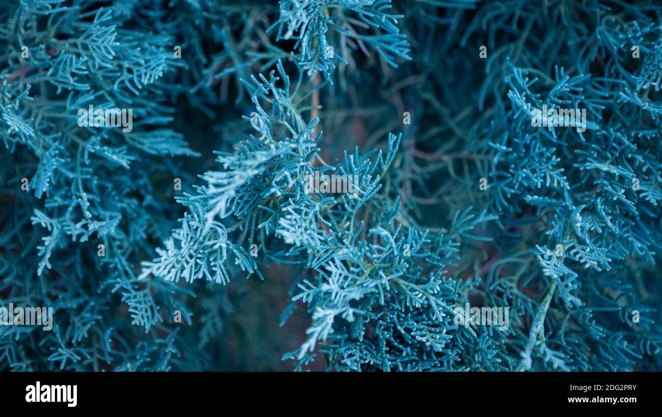 Blue juniper creeping shrub background. Branch close up of horizontalis bush. Juniperus horizontalis popular ornamental for gardening. Creative layout Stock Photo