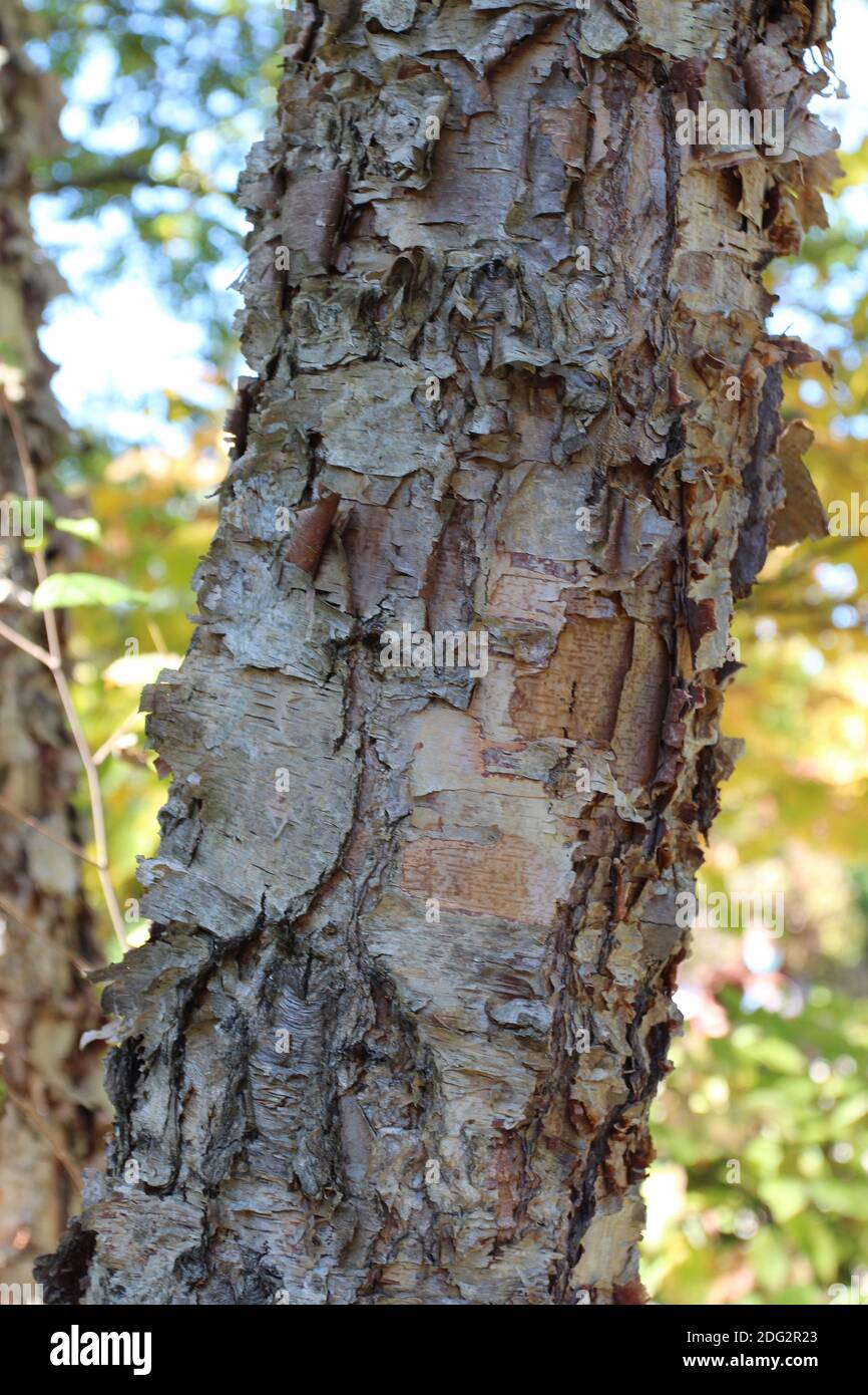 Peeling bark on birch tree hires stock photography and images Alamy
