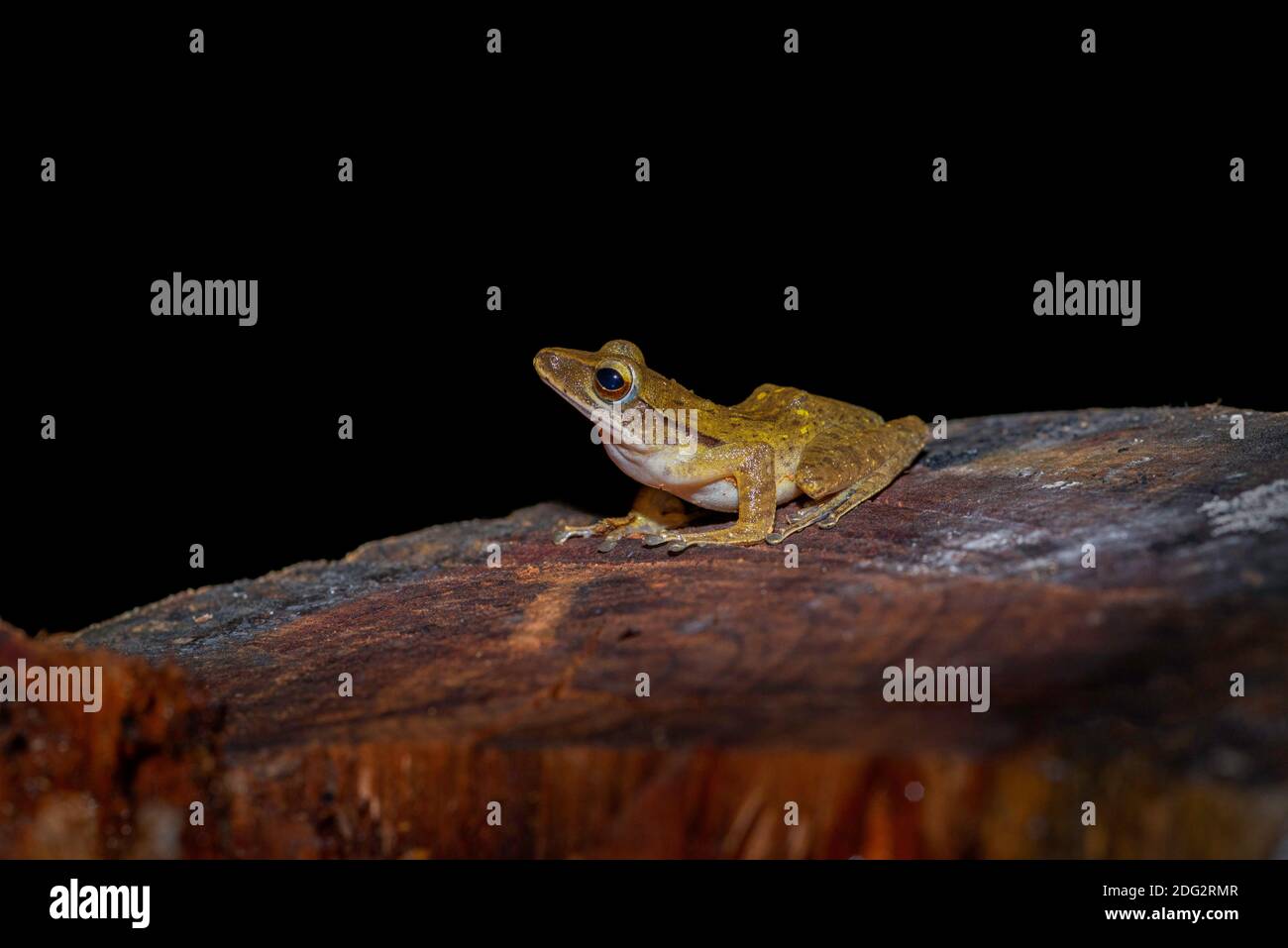 Brown tree frog Stock Photo
