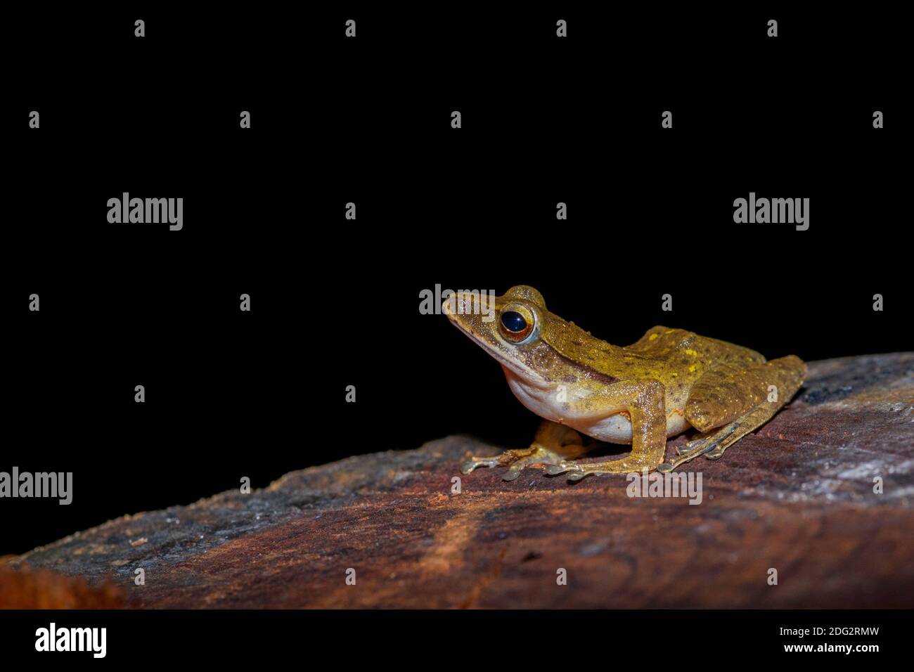 Brown tree frog Stock Photo