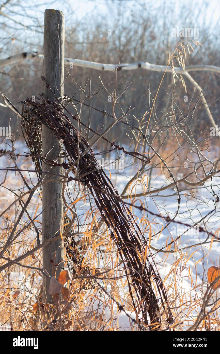 Roll of barbed wire on weathered wood fence post in pasture field, grasses and snow on ground in bright winter sunlight Stock Photo