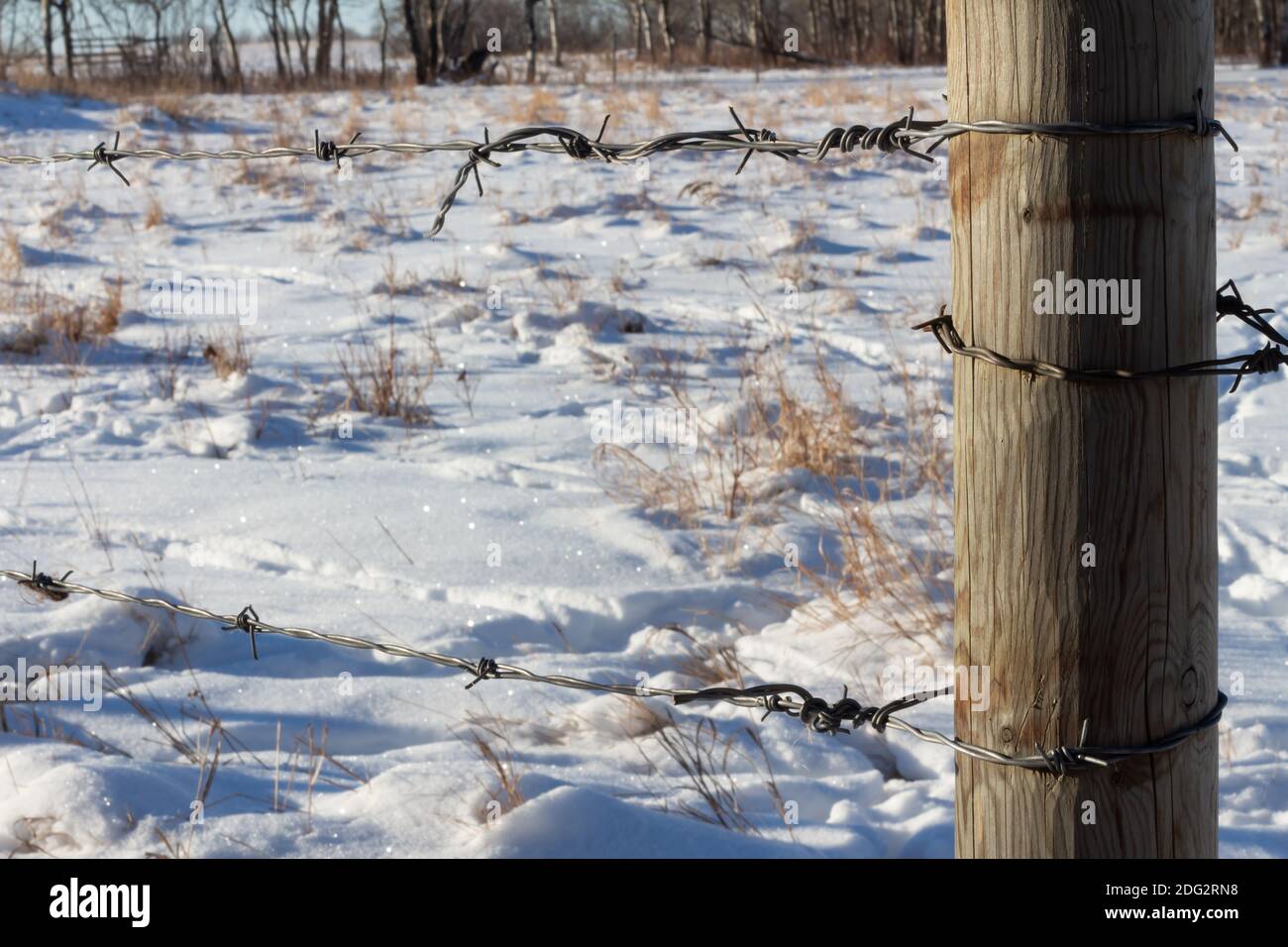 Weathered wooden fence post with barbed wire fence lines in winter snow field pasture, grasses and snow on ground Stock Photo