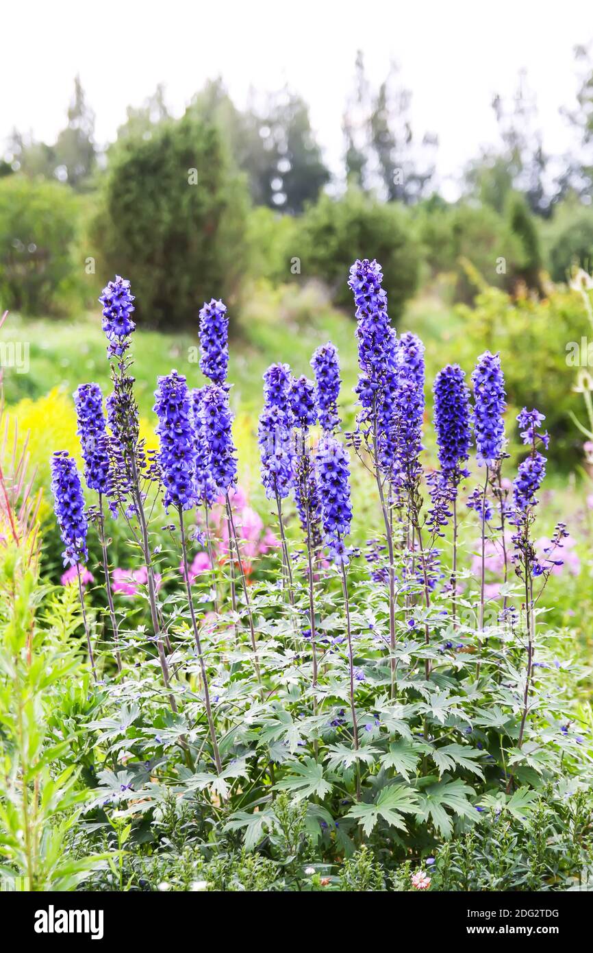 Blue delphinium beautiful flowers in summer garden. Blooming plants in the countryside. Stock Photo