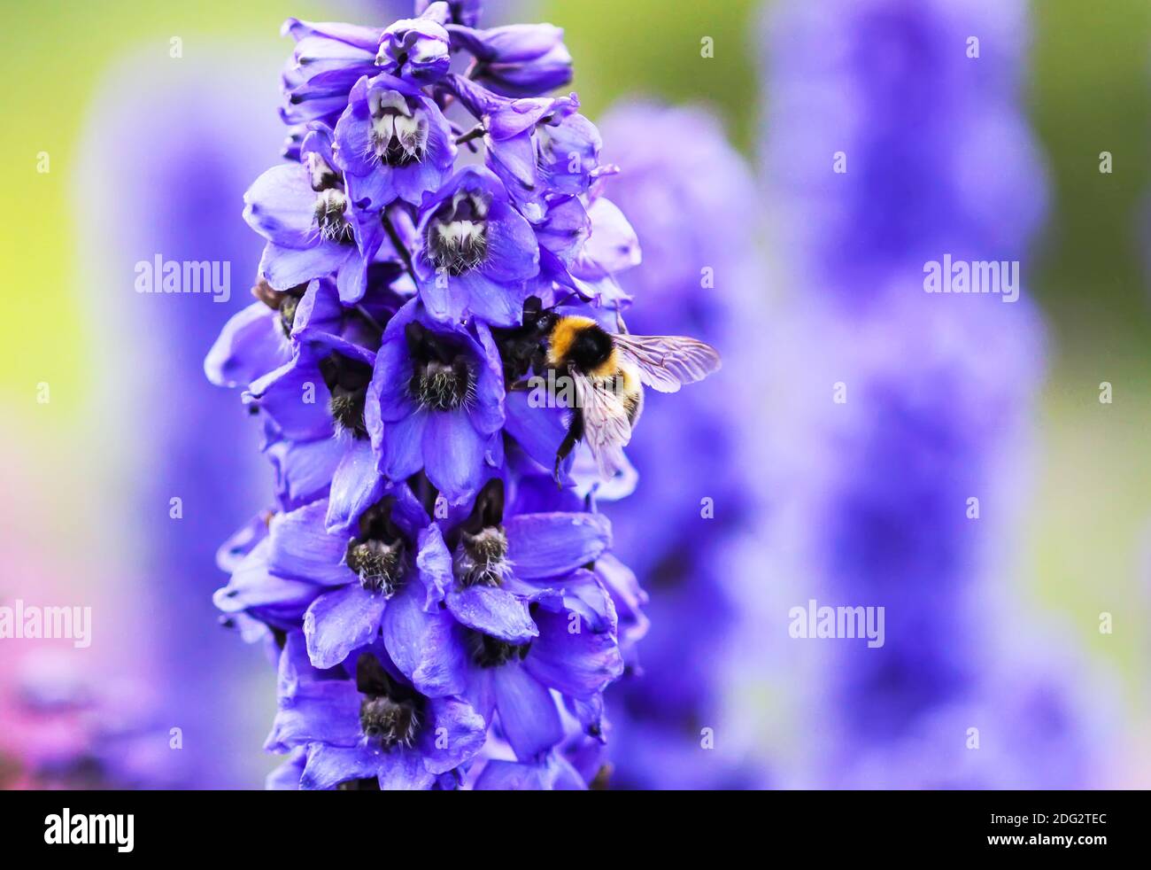 Blue delphinium beautiful flowers in summer garden and honeybee. Blooming plants in the countryside. Stock Photo