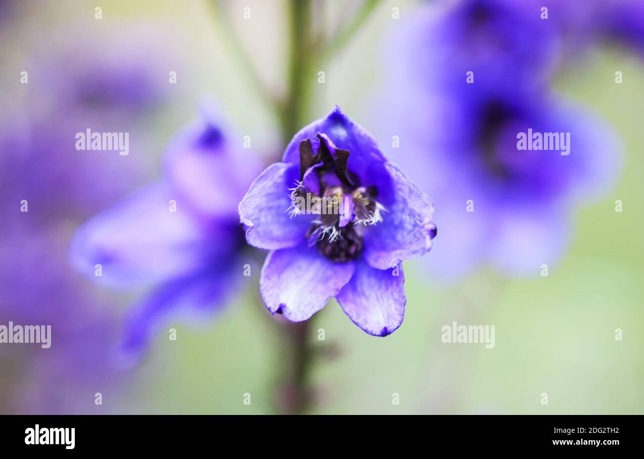 Blue delphinium beautiful flowers in summer garden. Blooming plants in the countryside. Stock Photo