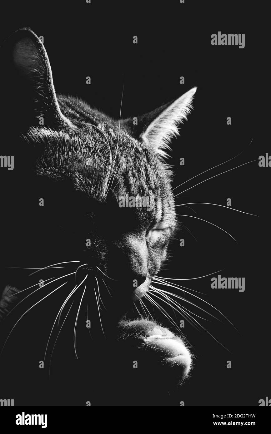 Low Key Cat Example Tabby cat low key Black and White Stock Photos & Images - Alamy