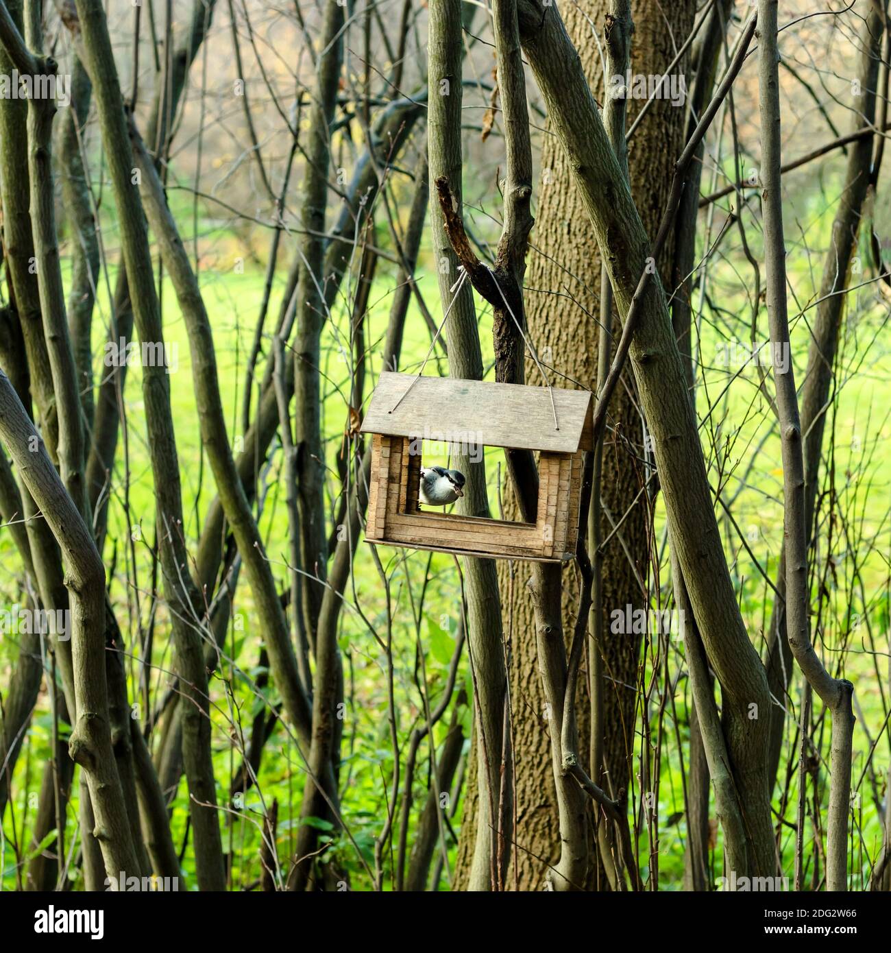 Hanging wild bird feeder hires stock photography and images Alamy