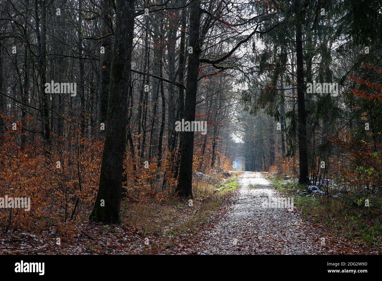 In the forest on an early autumn morning Stock Photo - Alamy