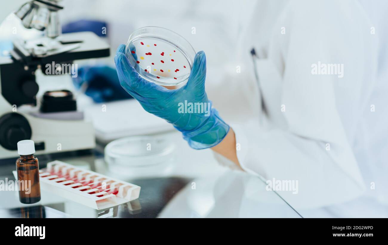 female scientist with a Petri dish sitting at a laboratory table Stock ...