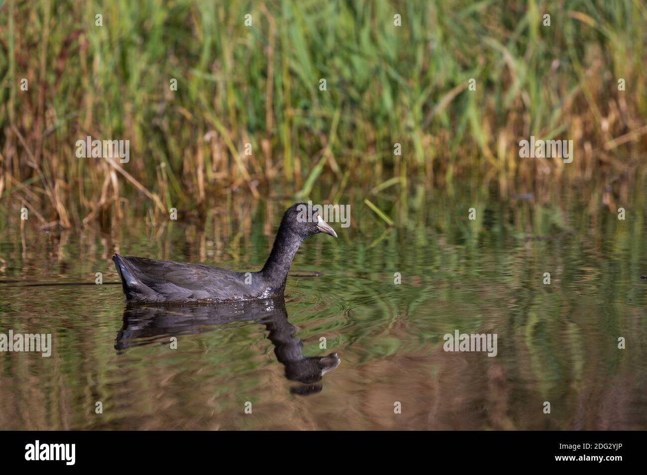 American coot swimming in a wilderness lake in northern Wisconsin. Stock Photo