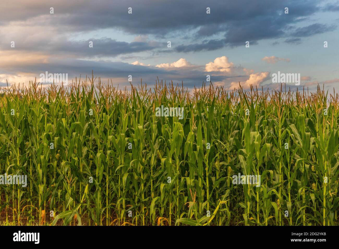 Corn stalks on a July morning in northern Wisconsin. Stock Photo