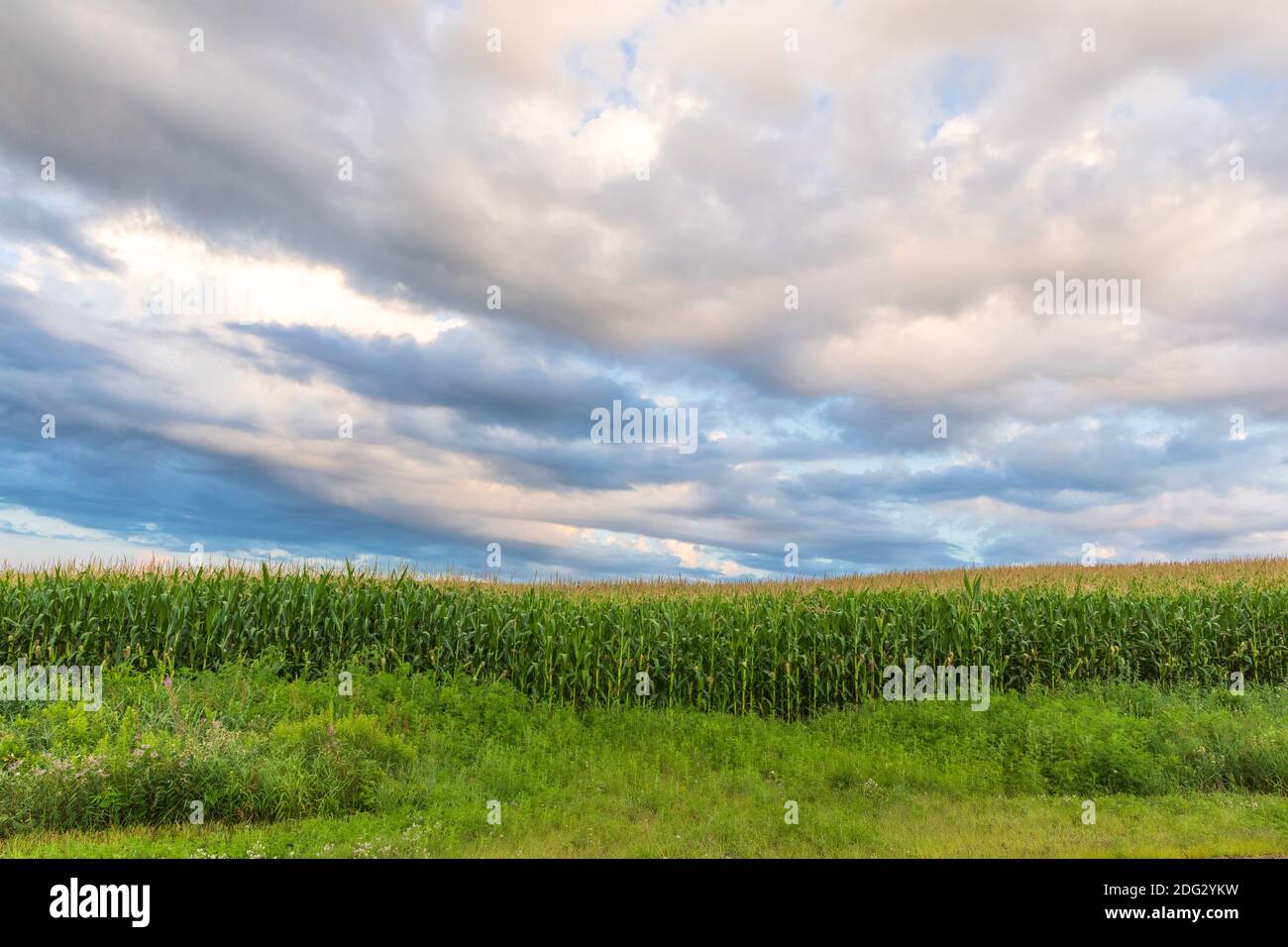 Corn stalks on a July morning in northern Wisconsin. Stock Photo