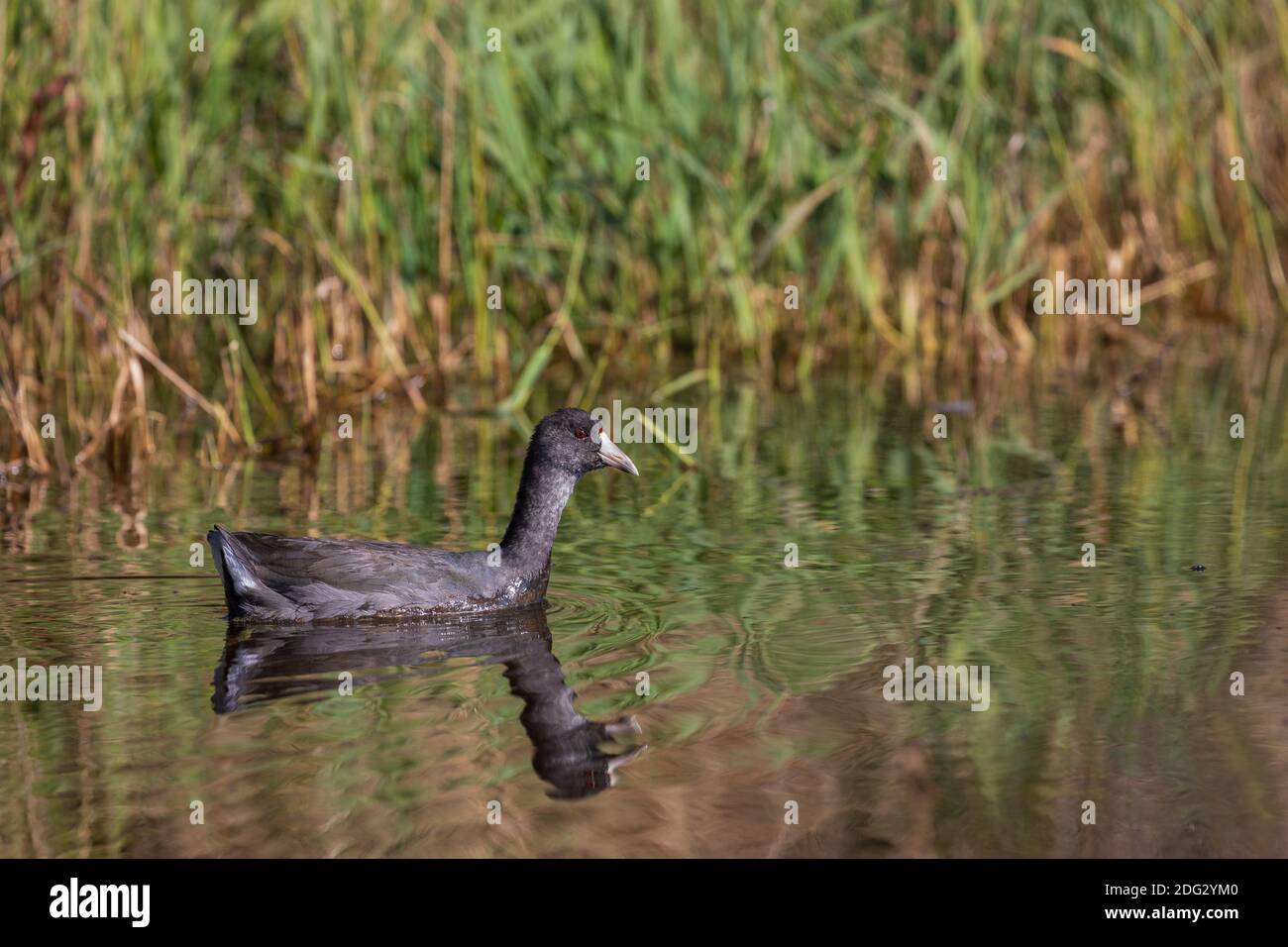 American coot swimming in a wilderness lake in northern Wisconsin. Stock Photo