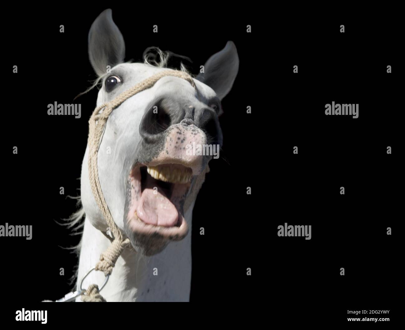 Crazy White Horse Cutout Stock Photo