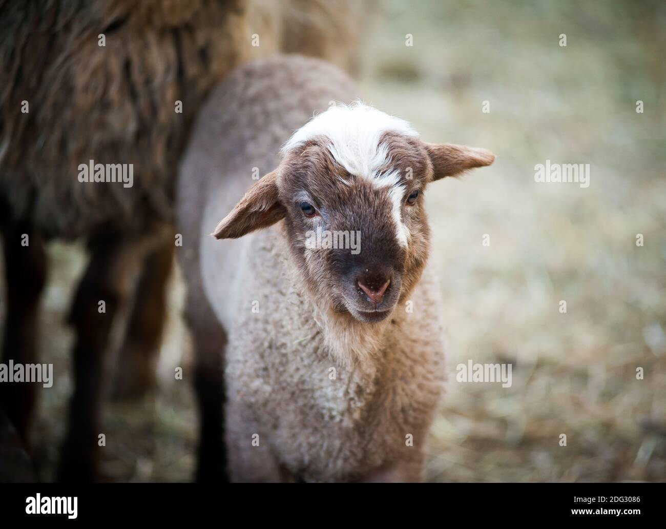 cute young little lamb with mother sheep closeup Stock Photo