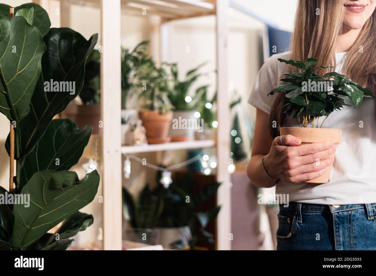 Cropped woman holding tropical plants in terracotta pot, gardening job and work for people who loves nature. Concept of garden and interior decoration Stock Photo