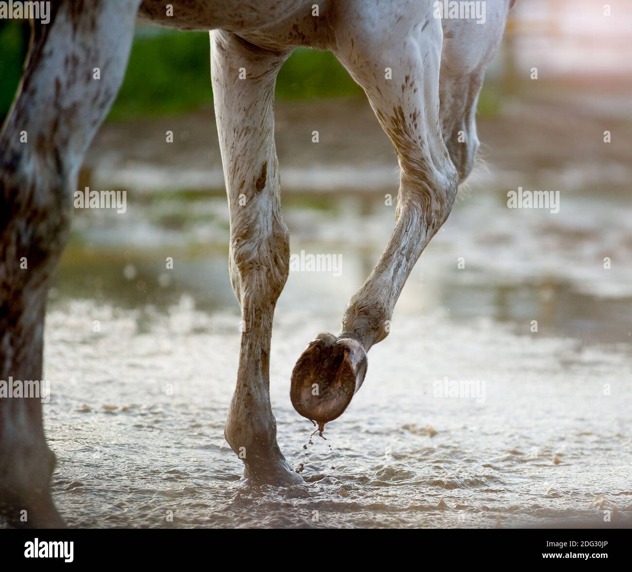 Gray horse hoofs in mud in paddock after the rain Stock Photo