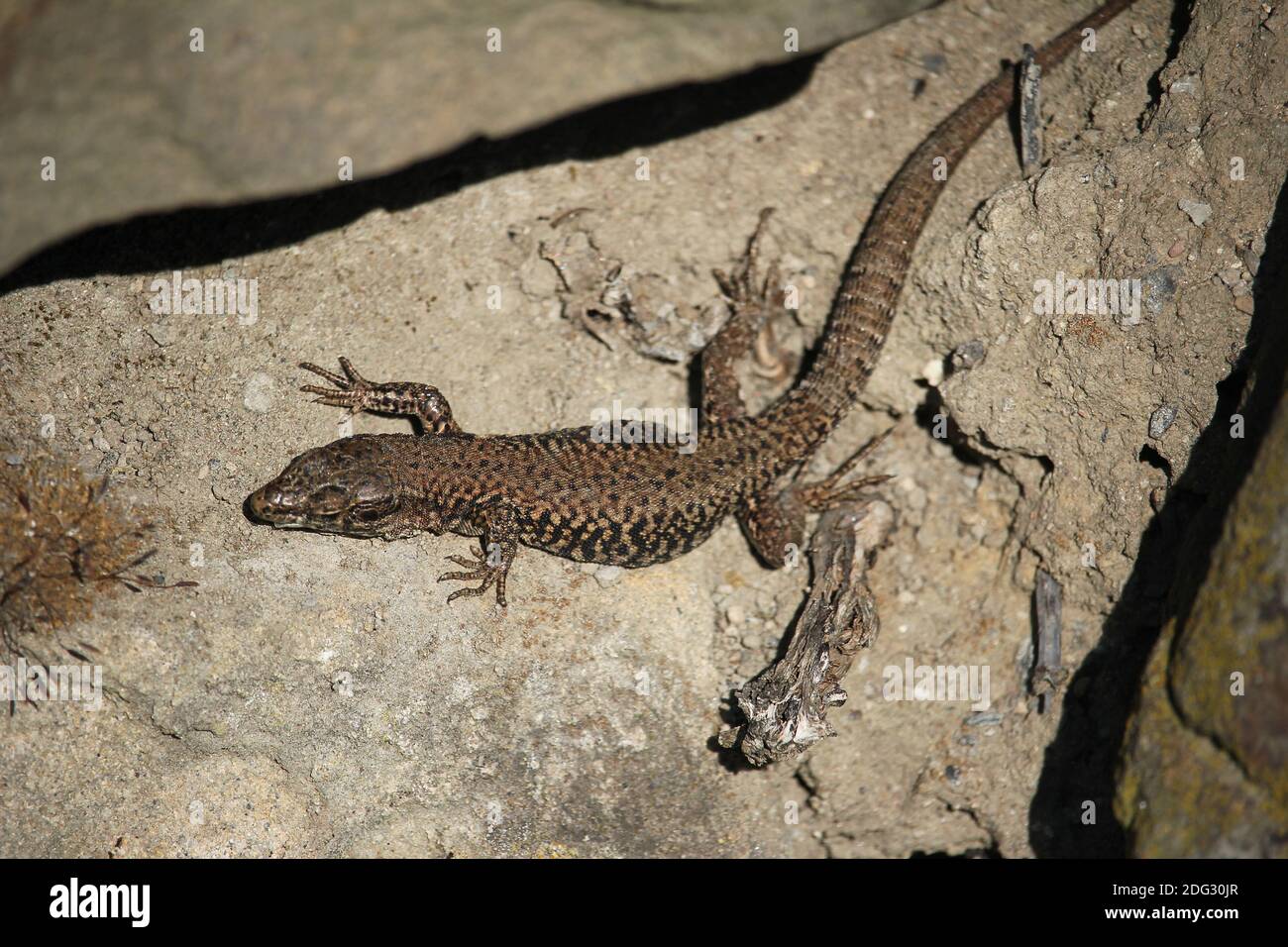 Male Common Wall Lizard (Podarcis muralis) at a stone-wall in the town of Castrop-Rauxel, Germany Stock Photo