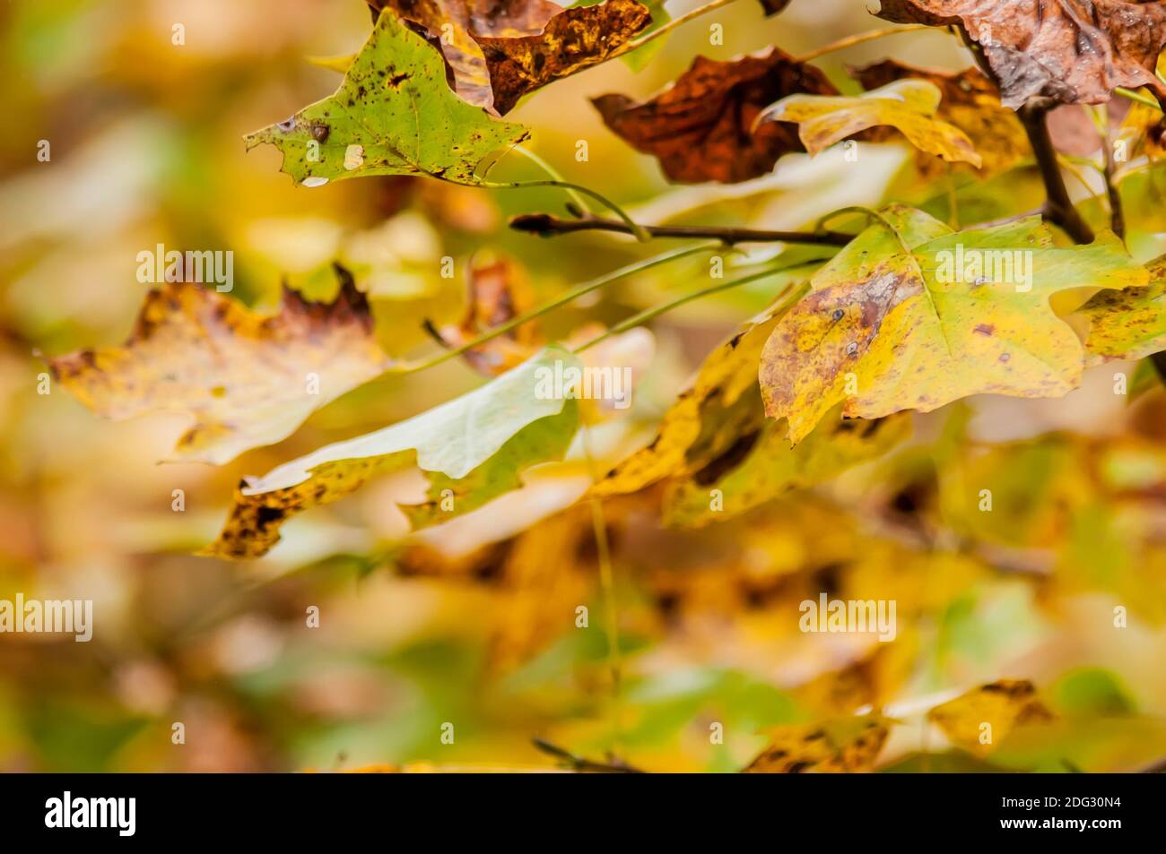 Beautiful bright autumn closeup hi-res stock photography and images - Alamy