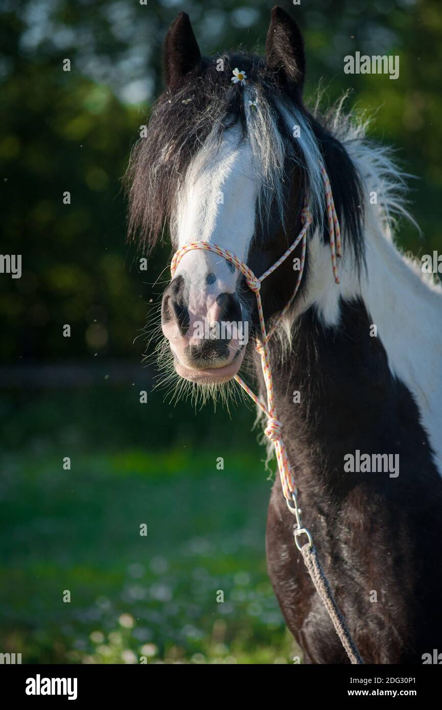 Young tinker mare in halter - portrait in summer morning Stock Photo
