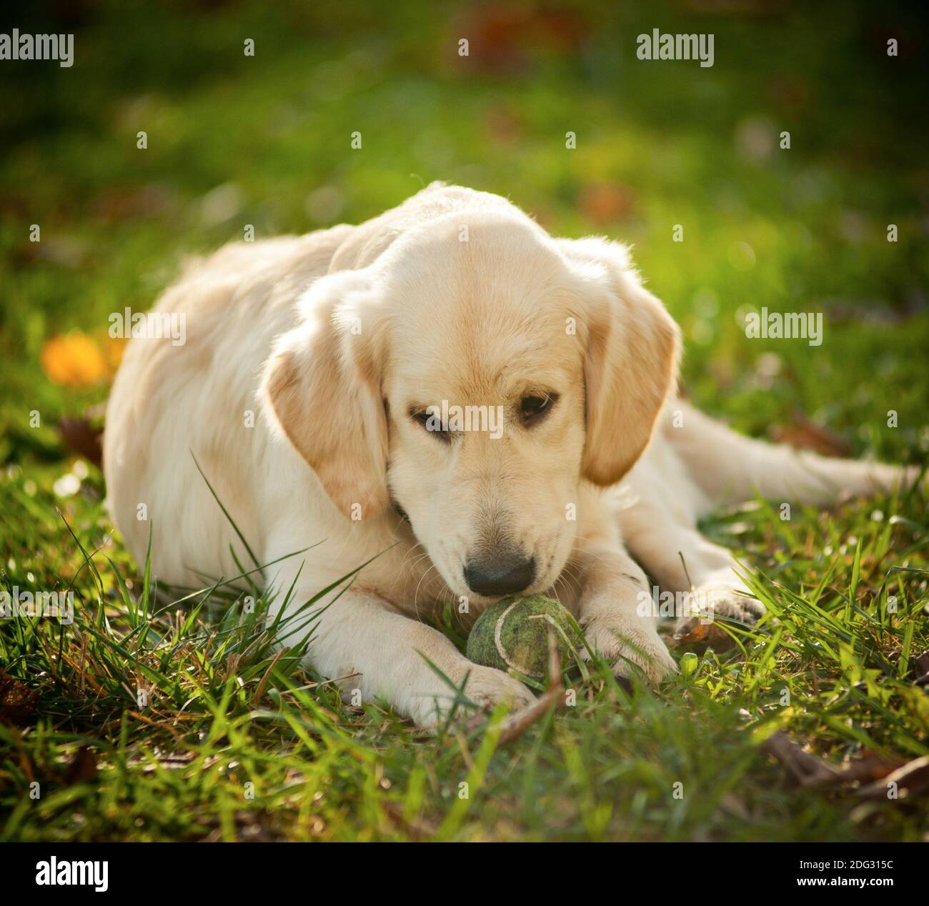 Golden retriever puppy laying on a meadow in summer Stock Photo - Alamy
