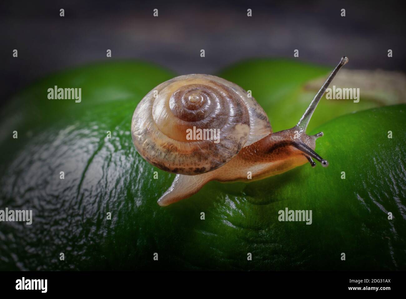 Little Snail on the Curves of Wrinkled surface of Big Green Pepper, Snail is Really Small About 0,4 inch  is Diameter of  his House. Stock Photo