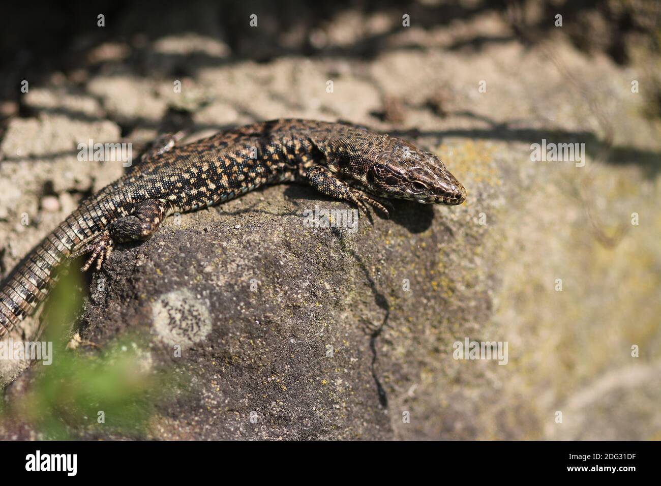 Male of Common Wall Lizard (Podarcis muralis) at a stone-wall in the town of Castrop-Rauxel, Germany Stock Photo