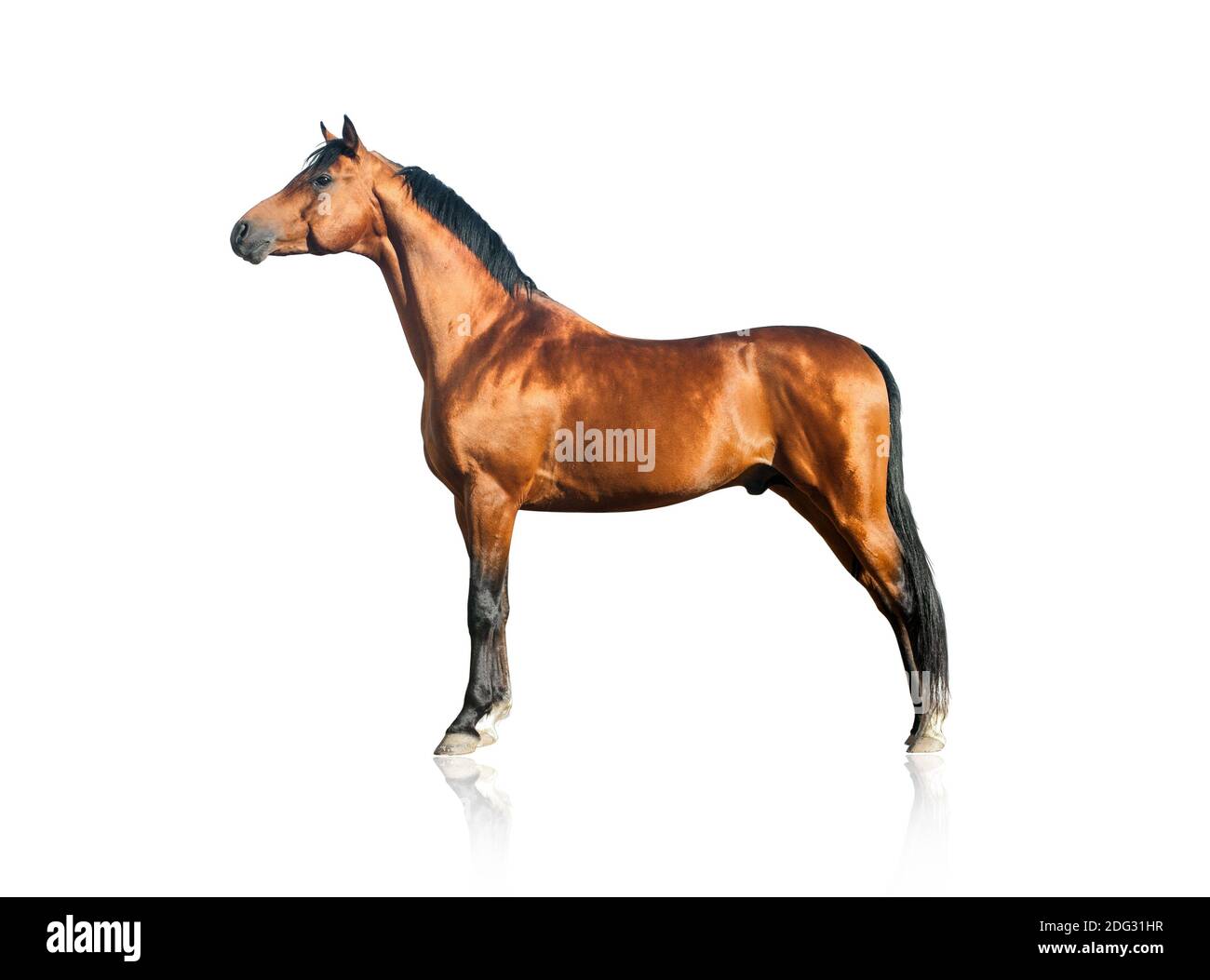 Bay arabian horse isolated over a white bakground Stock Photo