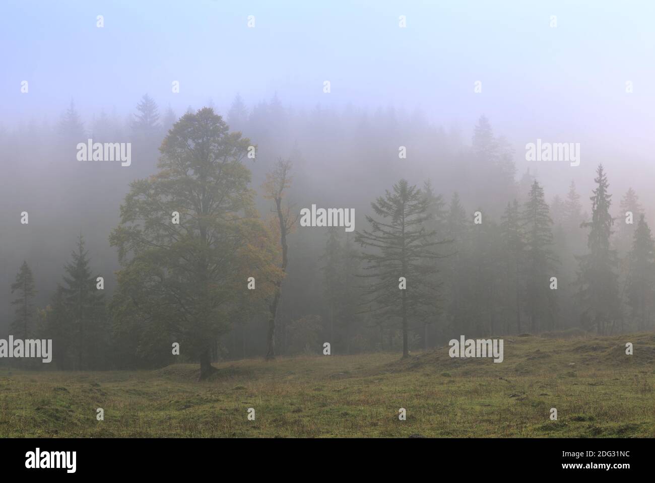 Sycamore maple, great maple (Acer pseudoplatanus), Stock Photo