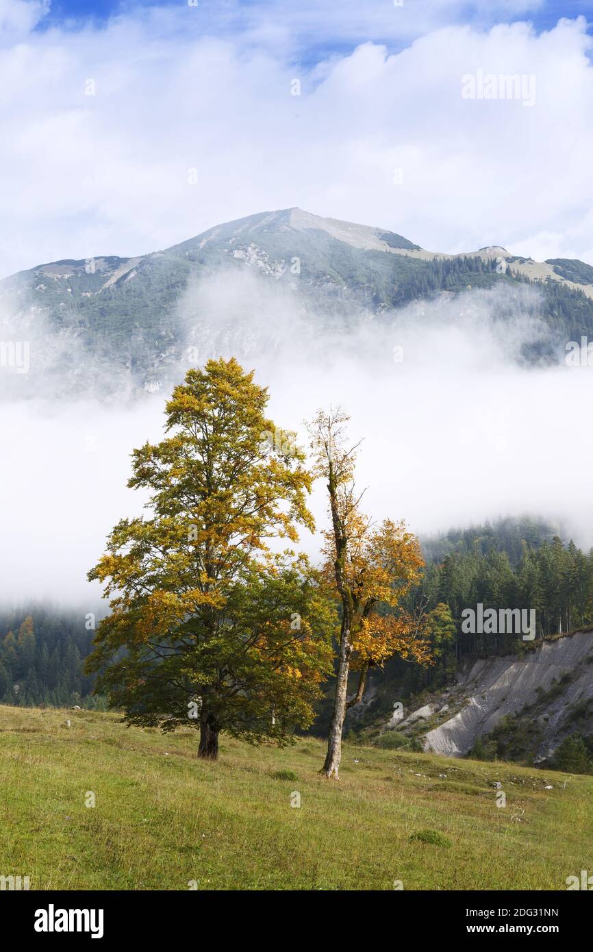 Sycamore maple, great maple (Acer pseudoplatanus), Stock Photo