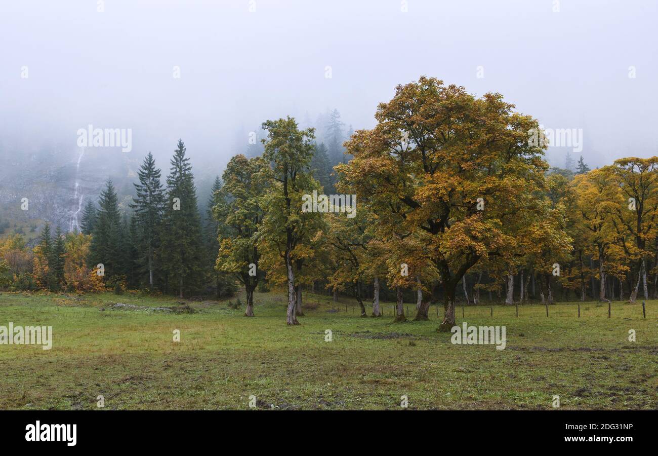 Sycamore maple, great maple (Acer pseudoplatanus) Stock Photo