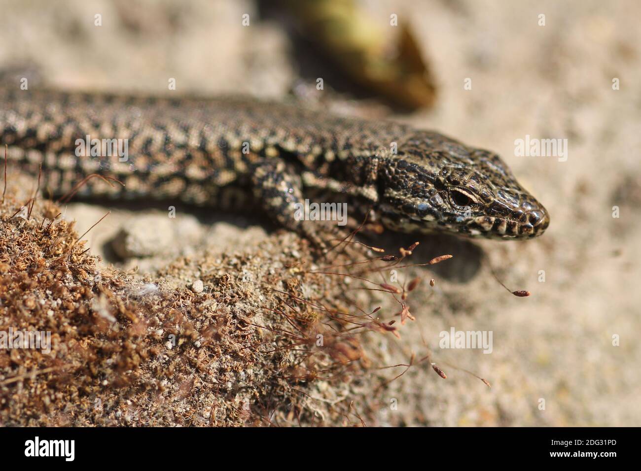Common Wall Lizard (Podarcis muralis) at a stone-wall in the town of Castrop-Rauxel, Germany Stock Photo