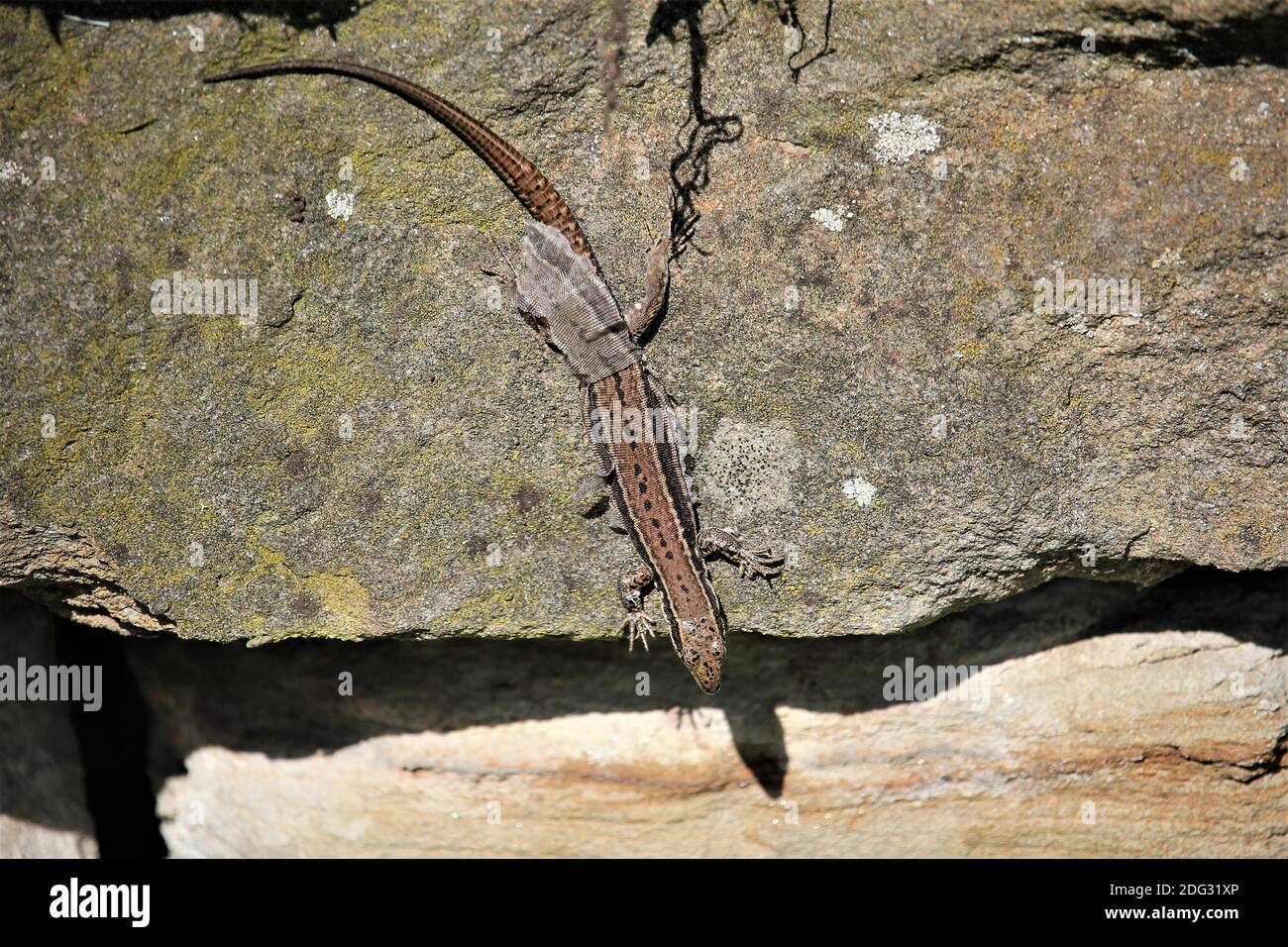 Female Common Wall Lizard (Podarcis muralis) at a stone-wall in the town of Castrop-Rauxel, Germany Stock Photo