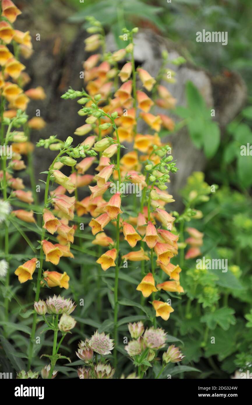 Digitalis (Foxglove) Goldcrest bloom on an exhibition in May Stock Photo