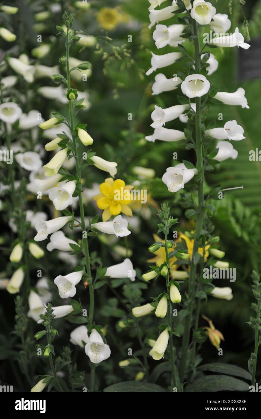Foxglove (Digitalis) Lucas White bloom on an exhibition in May Stock