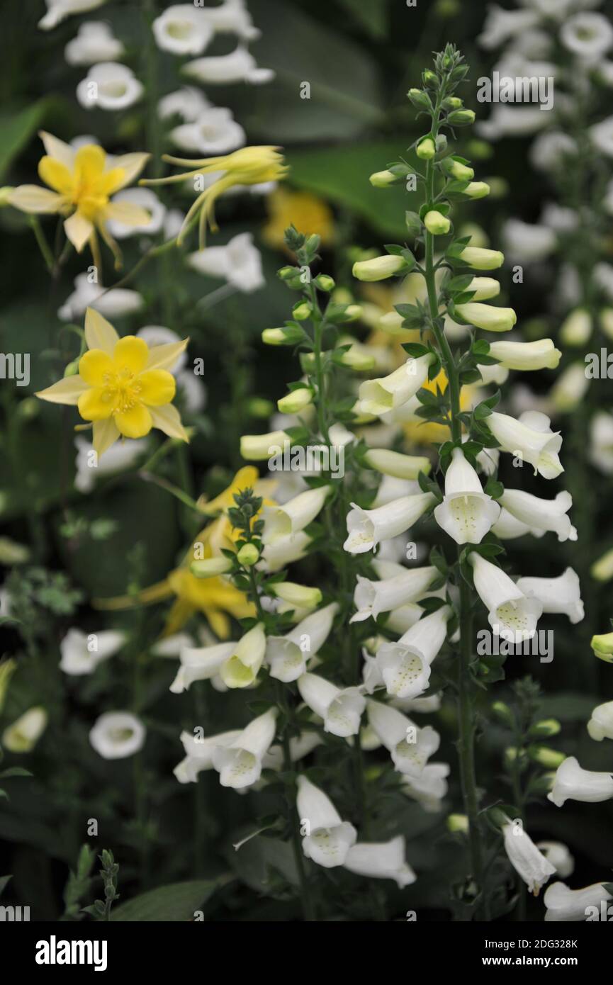 Foxglove (Digitalis) Lucas White bloom on an exhibition in May Stock