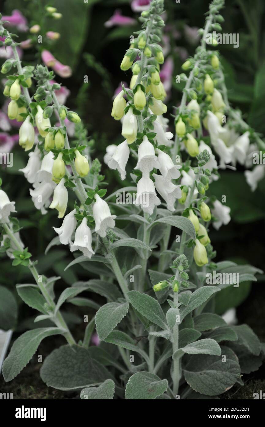 Heywood's foxglove (Digitalis mariana Heywoodii) with grey pubescent leaves and white flowers bloom on an exhibition in May Stock Photo